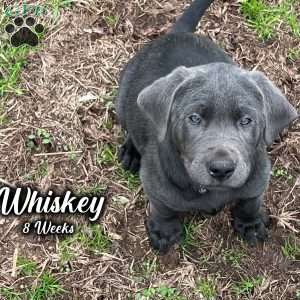 Whiskey, Charcoal Labrador Retriever Puppy